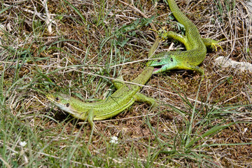 Westliche Smaragdeidechse (Lacerta, bilineata)