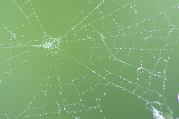 Spider web with water drops on green background