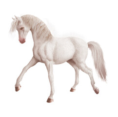 cheval, étalon, animal, illustration, ferme, course, mammifère, amoureux des chevaux, crin, poney, courir, chevalin, jument, nature, queue, beau, blanc 
