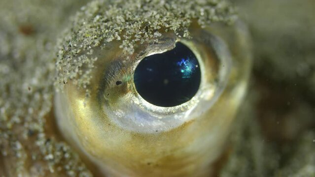 Up close and personal with a sole fishes eye.