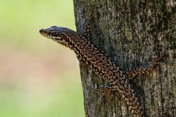 Mauereidechse (Podarcis,muralis)
