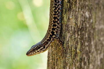 Mauereidechse (Podarcis,muralis)