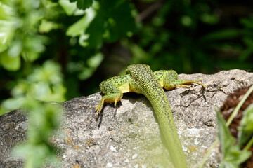 Westliche Smaragdeidechse (Lacerta, bilineata)