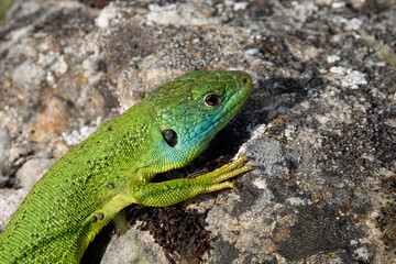 Westliche Smaragdeidechse, Lacerta bilineata
