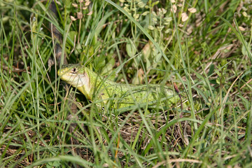 Westliche Smaragdeidechse, Lacerta bilineata