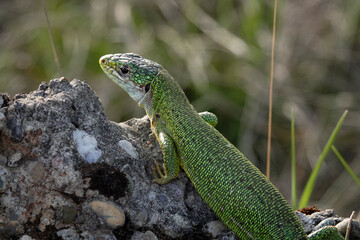 Westliche Smaragdeidechse, Lacerta bilineata