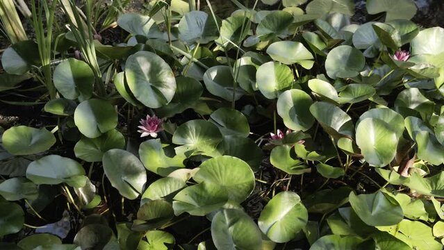 Blooming buds of lotus flower on water surface, motion view
