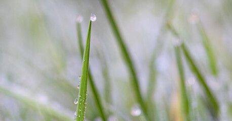  leaf with drops of water,photo of rain drops falling from a leaf.