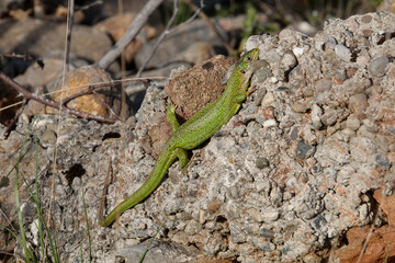 Westliche Smaragdeidechse, Lacerta bilineata