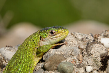 Westliche Smaragdeidechse, Lacerta bilineata