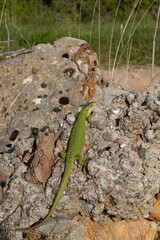 Westliche Smaragdeidechse, Lacerta bilineata
