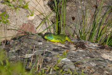 Westliche Smaragdeidechse, Lacerta bilineata