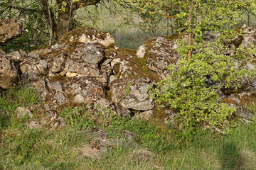 Westliche Smaragdeidechse, Lacerta bilineata