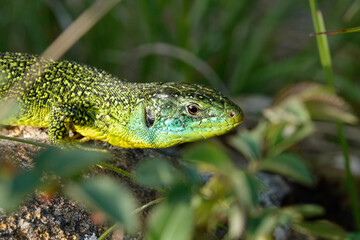 Westliche Smaragdeidechse, Lacerta bilineata