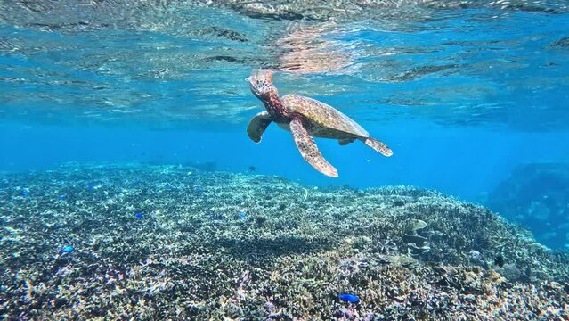 A Green Sea Turtle Swimming Surfacing For A Breath Of Fresh Air. - underwater, side view