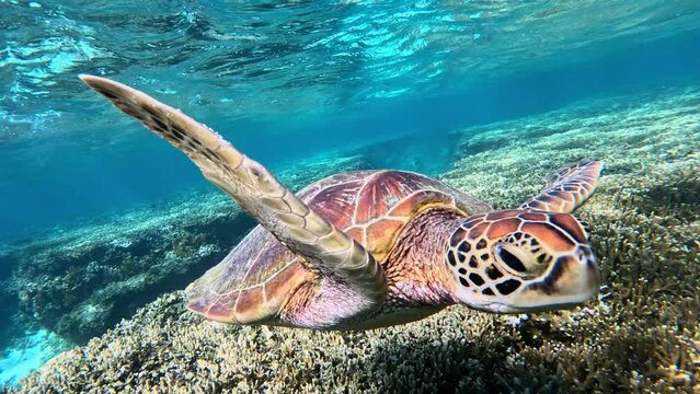 Snorkeling In Crystalline Water With Green Sea Turtles In Miyakojima, Japan. Underwater, Closeup