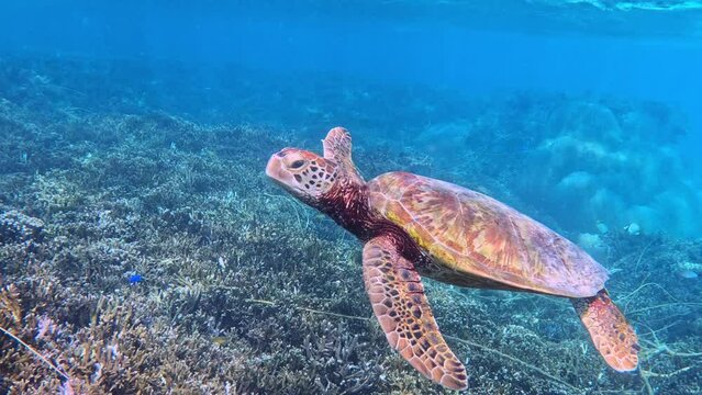 A Closeup Of A Turtle Swimming Under The Tropical Blue Ocean. - underwater shot