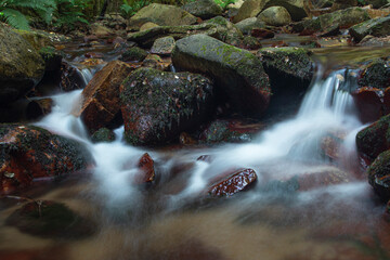 Saltos de agua en el bosque