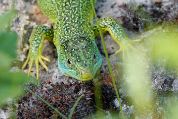 Westliche Smaragdeidechse, Lacerta bilineata