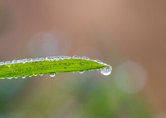 leaf with drops of water,photo of rain drops falling from a leaf.