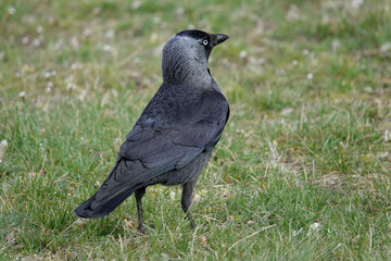 Dohle (Coloeus monedula)