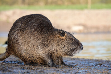 Nutria (Myocastor coypus)