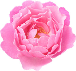 Pink Rose flowers focus stacking close up isolated for love wedding and valentines day