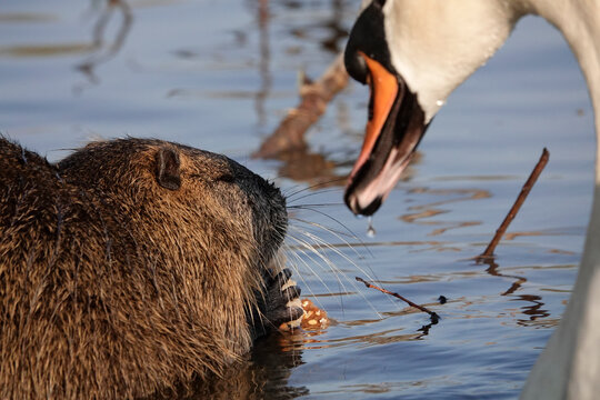 Nutria&nbsp;(Myocastor coypus)