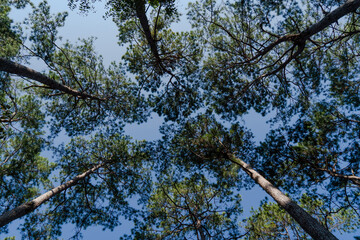 Pine trees in green forest landscape from bottom view with blue sky 