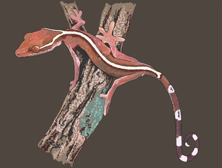 Drawing skunk gecko, exotic, brown,art.illustartion, vector