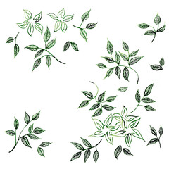 Seamless pattern of botanical leaves by hand  drawn watercolor. Pattern for background, design, wallpaper or cover case mobile phone.