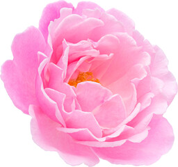 Pink Rose flowers focus stacking close up isolated for love wedding and valentines day