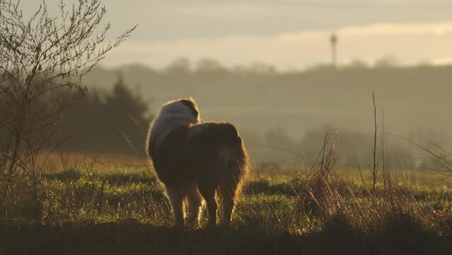 An Australian Shepherd stands and watches the surroundings drowning in fog and the rays of the morning sun.