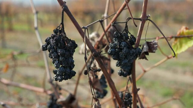 Dried blue grapes on a vine in the vineyard in autumn. Rotten grape harvest.