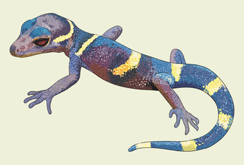 Drawing citrus chinese gecko, beautiful, art.illustration, vector