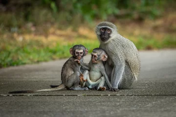 Fotobehang Aap Verevt monkey and her babies  © Tyrone