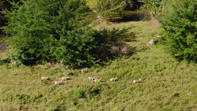 Drone aerial footage of Springboks running to join the main herd