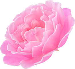 Pink Rose flowers focus stacking close up isolated for love wedding and valentines day