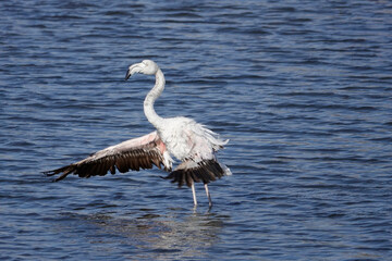 Rosaflamingo (Phoenicopterus roseus)