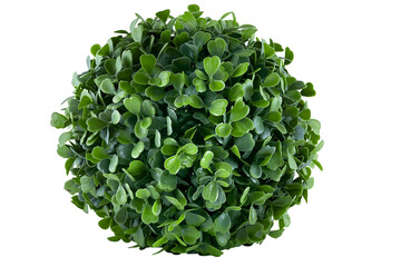 Plakat Artificial boxwood ball topiary. modern evergreen ecological decoration for interiors of house, malls, restaurants. isolated on white background for design collage