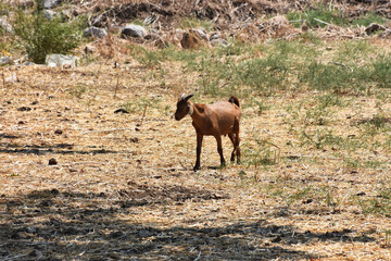 A Small lamb barely looking for fresh grass in grazing lands due to global warming. Global Warming and Livestock in Arid Areas.