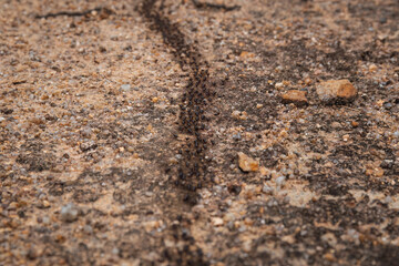 Long trail of black ants on a yellow rock in a forest