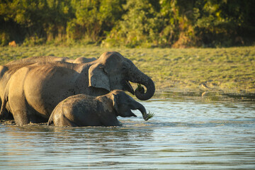 Asian elephant walk in the nature habitat. Elephants in the magical morning fog in Kaziranga national park. Indian wildlife. Elaphus maximus.