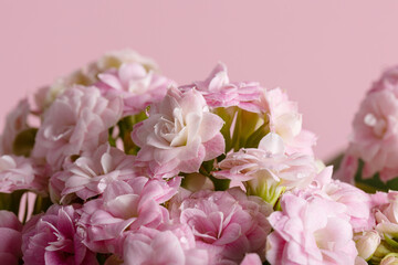 de-focused on petals of pink kalanchoe flowers on pink fuzzy background