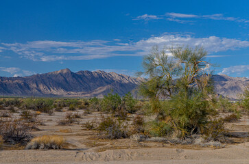 mesquite trees and Eagle mountain scenic view from Desert Center (Riverside county, California)