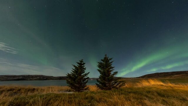 Green northern lights dancing over two pine trees, stable timelapse