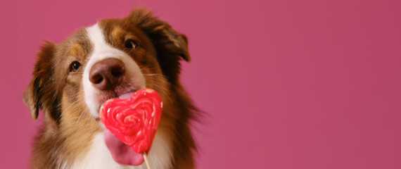 Concept of Valentine's Day. Isolated on pink background. Brown Australian Shepherd licks sweet heart-shaped lollipop and enjoys. Dog eats sweet junk food. Greeting card. Web banner with copy space.