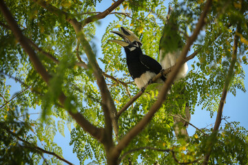 Beautiful  oriental pied hornbill on a tree in Kaziranga. Giant hornbill bird on a tree. Indian wildlife birding. Anthracoceros albirostris.