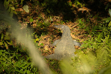 Big monitor lizard bask in Kaziranga. Wild animal in the nature habitat. Kaziranga National Park in indian Assam. - obrazy, fototapety, plakaty