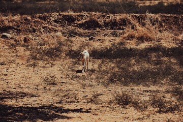 Small sheep barely looking for fresh grass in grazing lands due to global warming. Global Warming and Livestock in Arid Areas. Climate change affects.